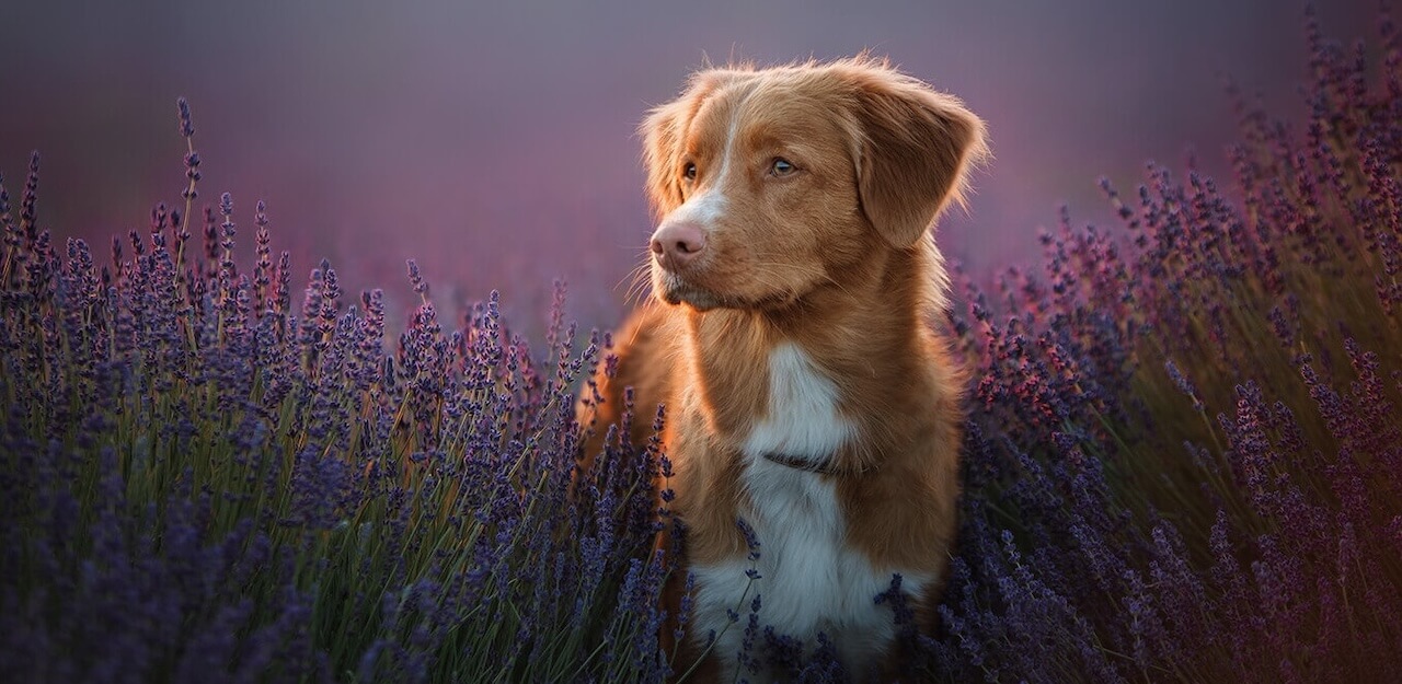 Tally Oaks Veterinary Wellness Center