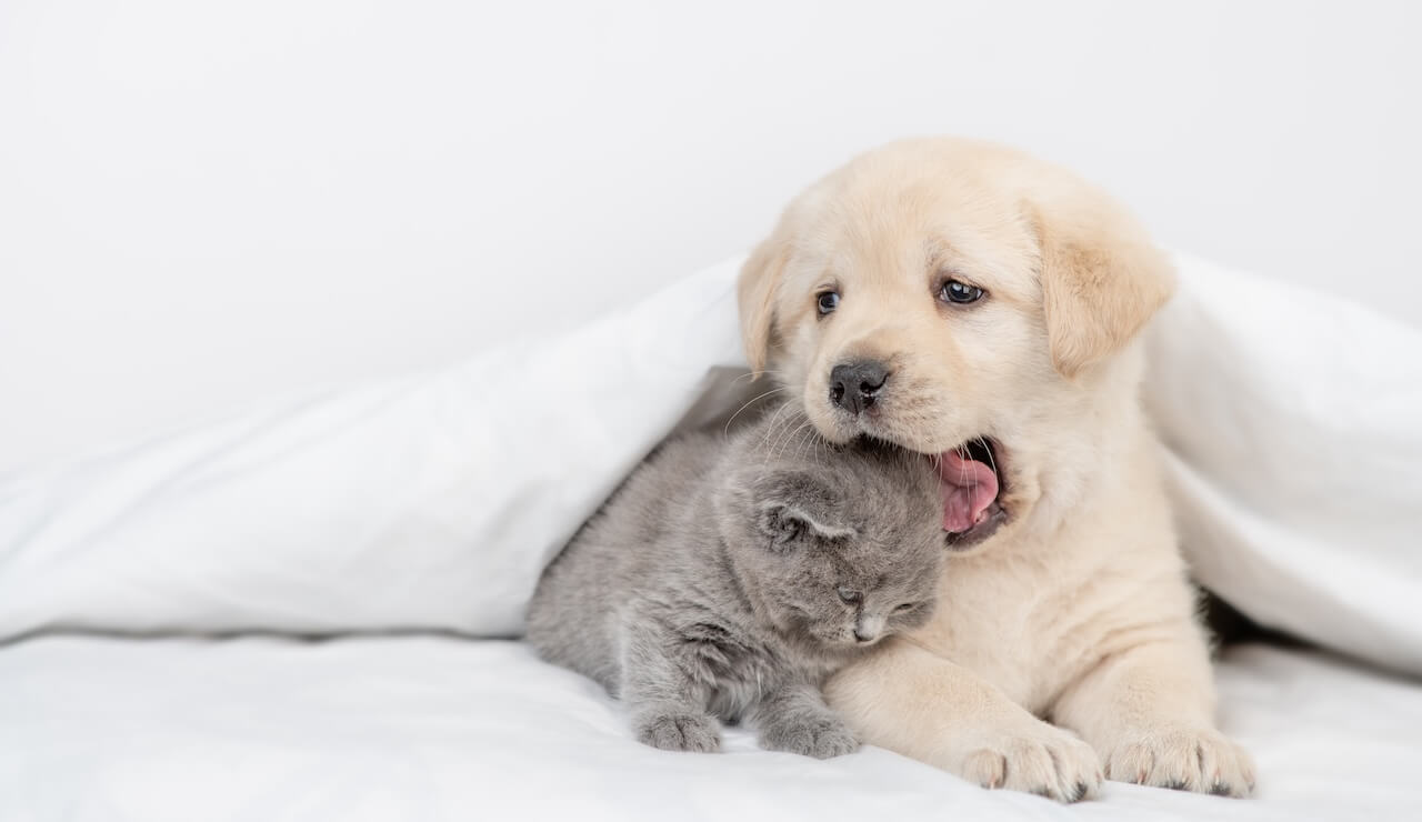 Tally Oaks Veterinary Wellness Center