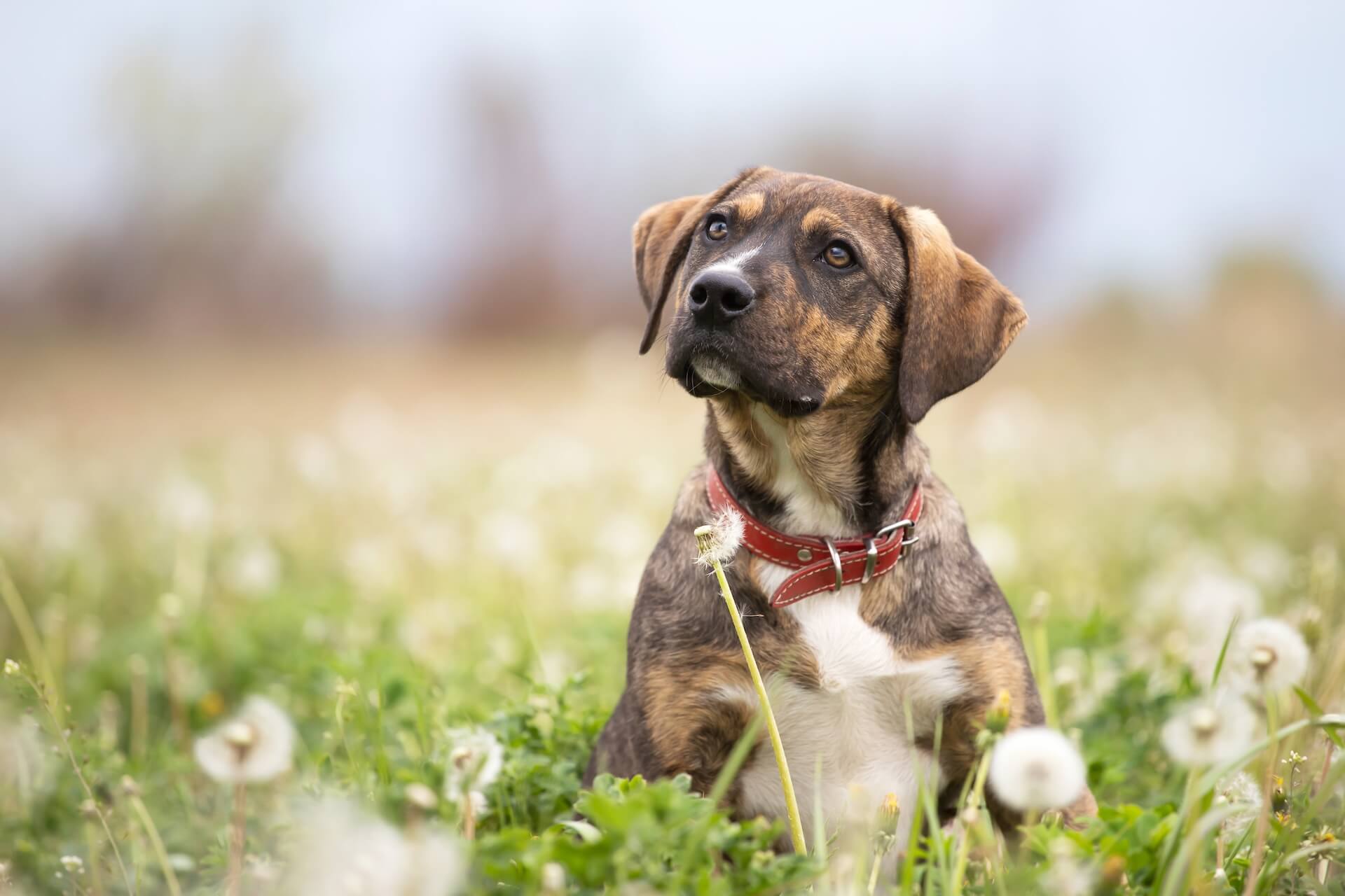 Tally Oaks Veterinary Wellness Center