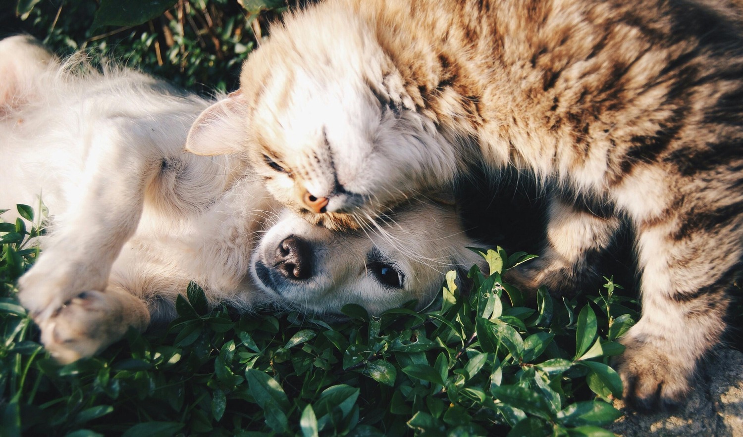 love your pet