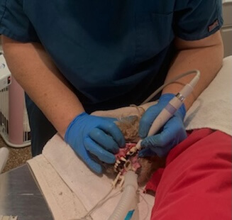 Pet Dentistry in Purcellville