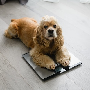 Pet Nutrition in Purcellville