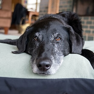 Pet Preventative Care in Purcellville