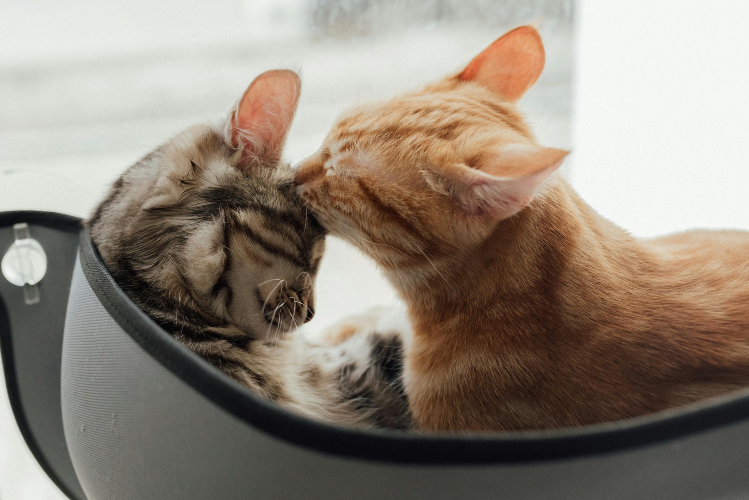 cat photo love