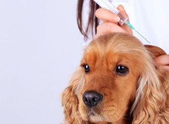 The Essential New Pet Owner's Guide to Dog Vaccinations