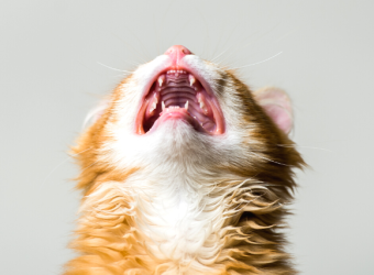 Stressed Cat? Check Out These 7 Ways to Manage Cat Anxiety